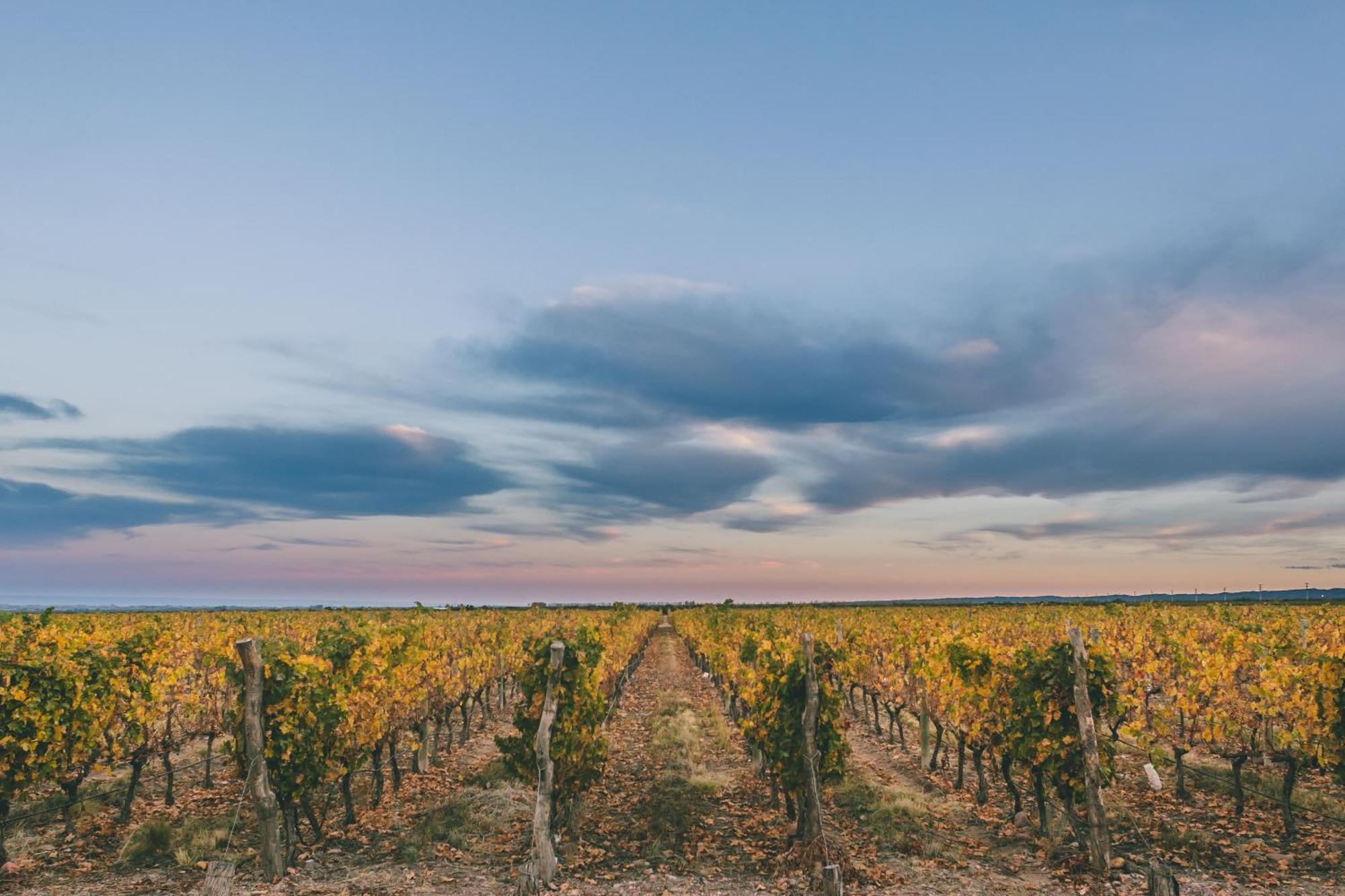 Rosell Boher Winery Lodge & Spa Agrelo Eksteriør bilde