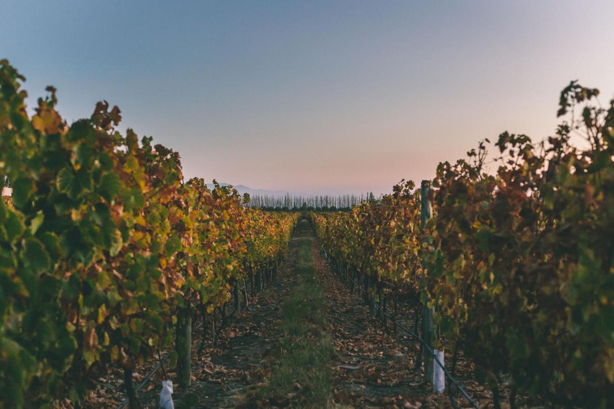 Rosell Boher Winery Lodge & Spa Agrelo Eksteriør bilde
