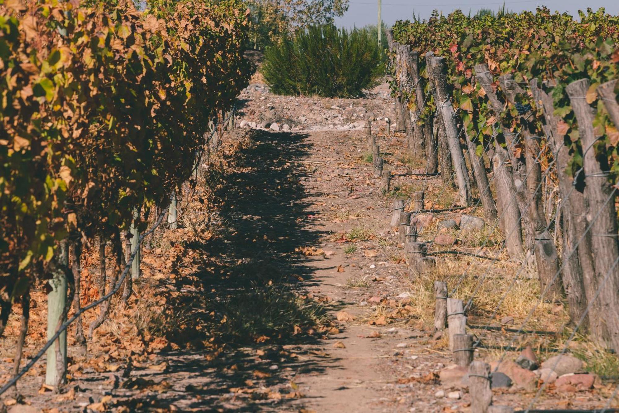 Rosell Boher Winery Lodge & Spa Agrelo Eksteriør bilde